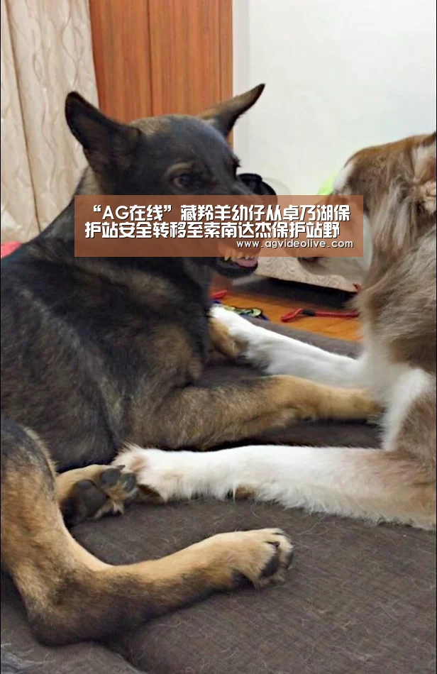 AG视讯